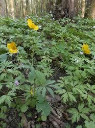 Attēlu rezultāti vaicājumam “Ranunculus cassubicus”