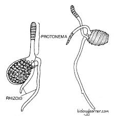 Attēlu rezultāti vaicājumam “Chara aspera male”