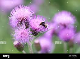 Attēlu rezultāti vaicājumam “Cirsium heterophyllum flower”