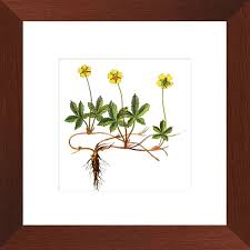 Attēlu rezultāti vaicājumam “Potentilla reptans flower”