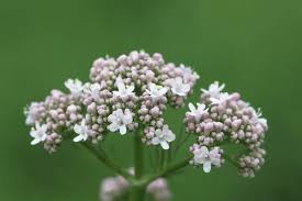 Attēlu rezultāti vaicājumam “Valerianaceae”