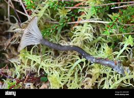 Attēlu rezultāti vaicājumam “Arrhenia spatulata”