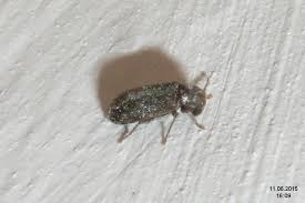 Attēlu rezultāti vaicājumam “Anobium pertinax”