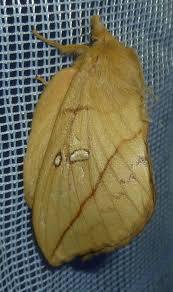 Attēlu rezultāti vaicājumam “Euthrix potatoria imago”