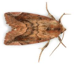 Attēlu rezultāti vaicājumam “Cosmia pyralina”