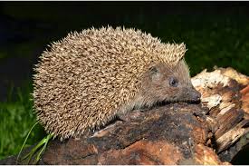 Attēlu rezultāti vaicājumam “Erinaceus sp.”