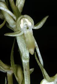 Attēlu rezultāti vaicājumam “Platanthera bifolia flower”