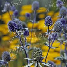 Attēlu rezultāti vaicājumam “Eryngium planum flower”