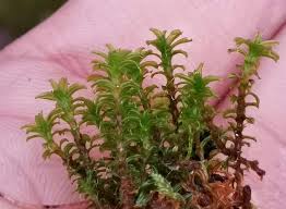 Attēlu rezultāti vaicājumam “Syntrichia”