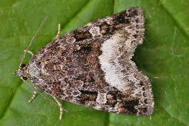 Attēlu rezultāti vaicājumam “Protodeltote pygarga”