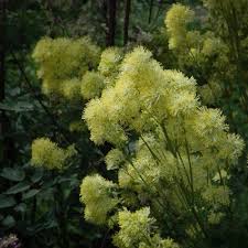 Attēlu rezultāti vaicājumam “Thalictrum flavum bud”