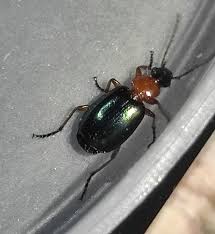 Attēlu rezultāti vaicājumam “Lebia chlorocephala”