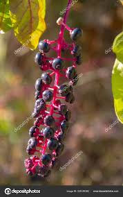 Attēlu rezultāti vaicājumam “Phytolacca acinosa fruit”