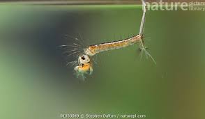 Attēlu rezultāti vaicājumam “Chironomidae larva”