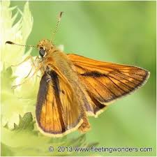 Attēlu rezultāti vaicājumam “Ochlodes sylvanus female”