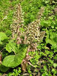 Attēlu rezultāti vaicājumam “Petasites spurius bud”