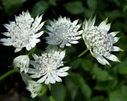 Attēlu rezultāti vaicājumam “Astrantia major”