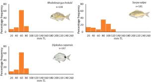 Image result for Rhabdosargus holubi