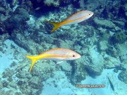 Image result for Ocyurus chrysurus