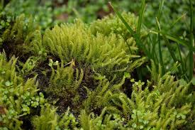 Attēlu rezultāti vaicājumam “Aulacomnium palustre”