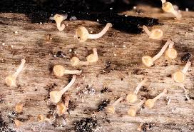 Attēlu rezultāti vaicājumam “Hymenoscyphus sp.”