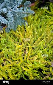 Attēlu rezultāti vaicājumam “Empetraceae”