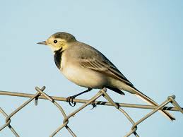 Attēlu rezultāti vaicājumam “Motacilla alba adult”