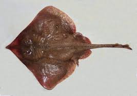 Image result for Rostroraja eglanteria