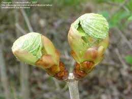 Attēlu rezultāti vaicājumam “Aesculus x hybrida bud”
