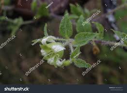 Attēlu rezultāti vaicājumam “Silene baccifera flower”