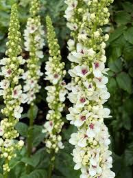 Image result for Verbascum blattaria
