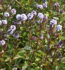 Image result for Menta x piperita
