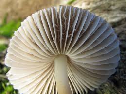 Attēlu rezultāti vaicājumam “Mycena”