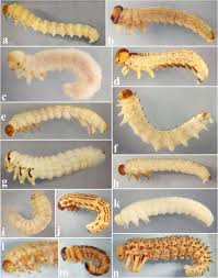 Attēlu rezultāti vaicājumam “Argidae larva”