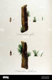 Attēlu rezultāti vaicājumam “Orthotrichum affine var. affine sporophyte”