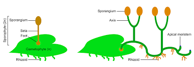 Attēlu rezultāti vaicājumam “sporophyte”