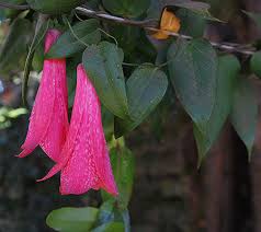 Attēlu rezultāti vaicājumam “xComagaria rosea  flower”