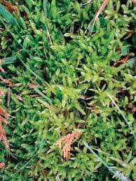 Attēlu rezultāti vaicājumam “Dicranella cerviculata”