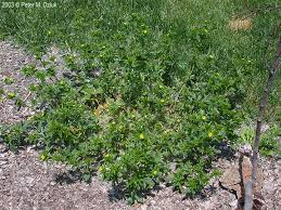 Attēlu rezultāti vaicājumam “Potentilla norvegica flower”
