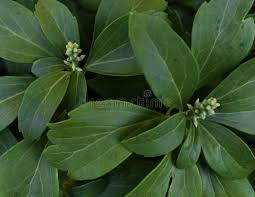 Attēlu rezultāti vaicājumam “Euonymus europaeus leaf”