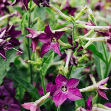 Image result for Nicotiana x sanderae `Perfume`F1