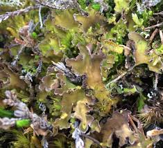 Attēlu rezultāti vaicājumam “Tuckermannopsis chlorophylla”