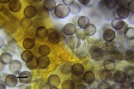 Attēlu rezultāti vaicājumam “Physarum oblatum macro”