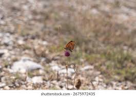 Attēlu rezultāti vaicājumam “Melitaea didyma underside”
