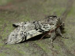 Attēlu rezultāti vaicājumam “Achlya flavicornis”