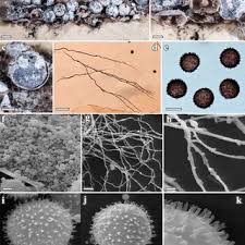 Attēlu rezultāti vaicājumam “Diderma tigrinum macro”