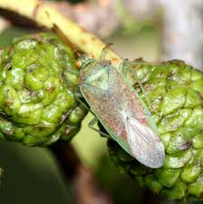 Attēlu rezultāti vaicājumam “Pantilius tunicatus”