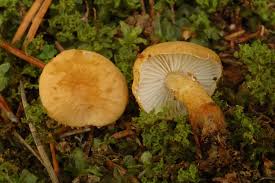 Attēlu rezultāti vaicājumam “Cystoderma amianthinum”