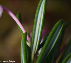 Attēlu rezultāti vaicājumam “Andromeda polifolia leaf”