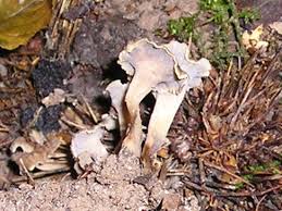 Attēlu rezultāti vaicājumam “Pseudocraterellus”